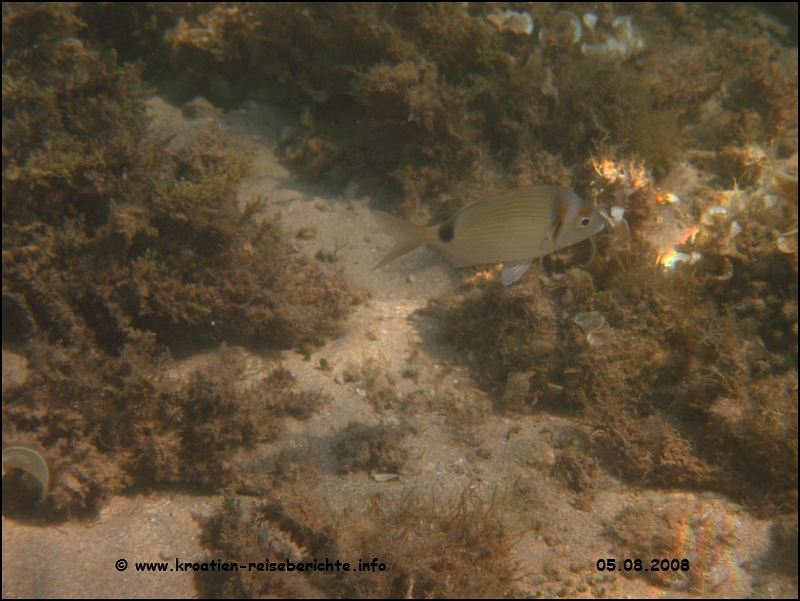 Unterwasser bei Tkon - Insel Pasman 