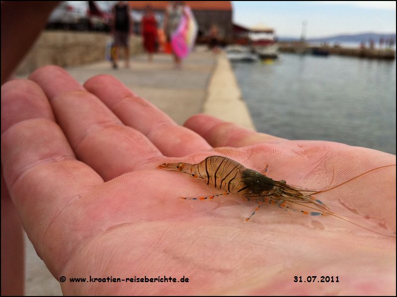 Andi in Senj