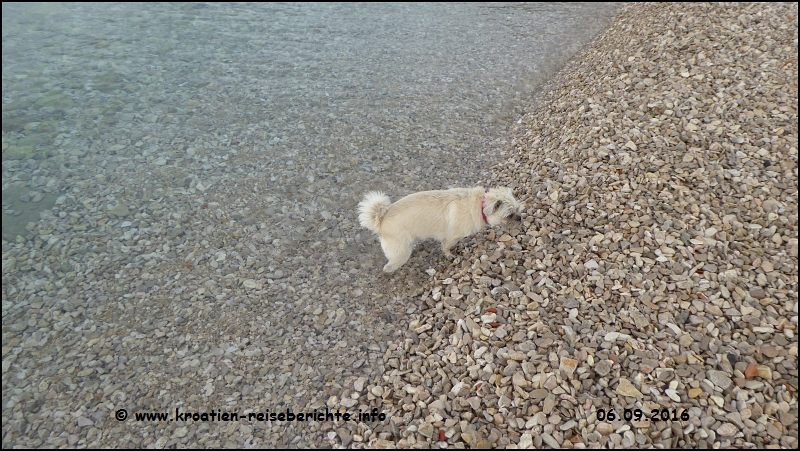 Hundestrand Crikvenica