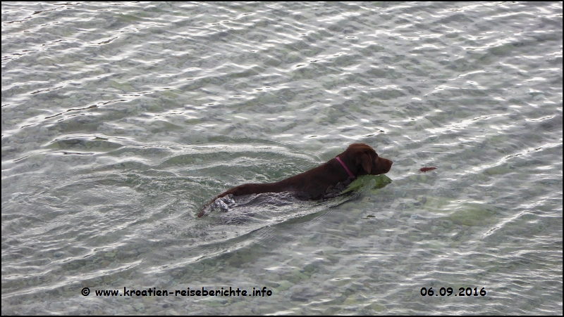 Hundestrand Crikvenica